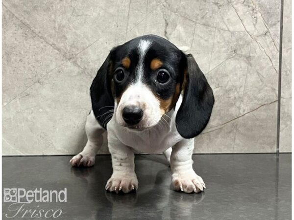 Miniature Dachshund Dog Female Black / Tan 30479 Petland Frisco, Texas