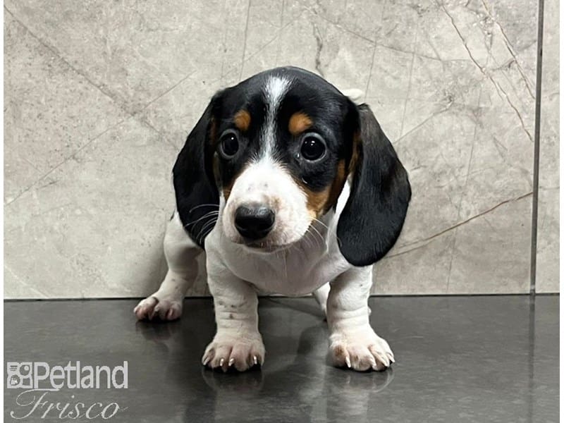 Miniature Dachshund-Dog-Female-Black / Tan-3809182-Petland Frisco, Texas
