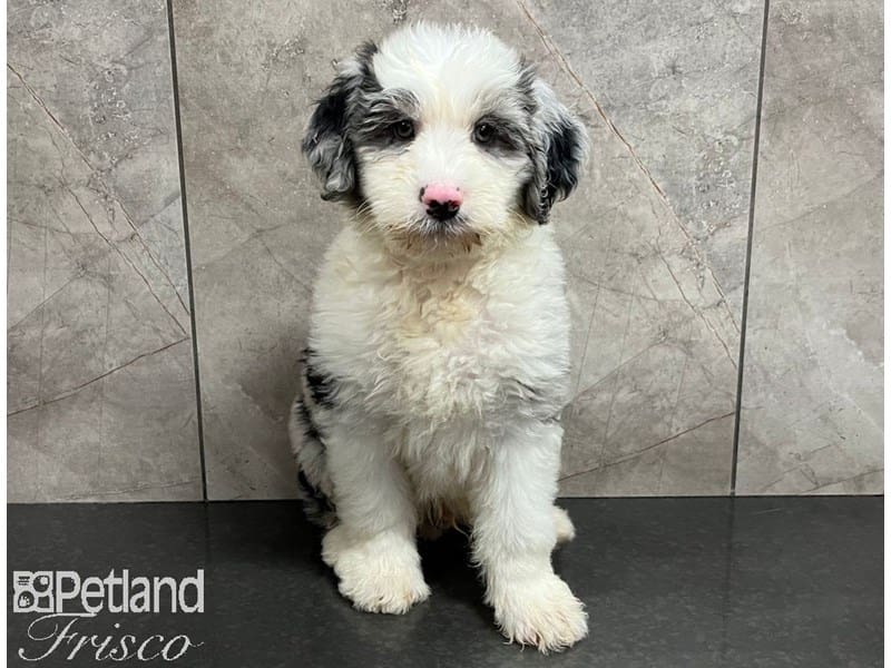 [#30478] Blue Merle Male Sheepadoodle Mini Puppies For Sale #1
