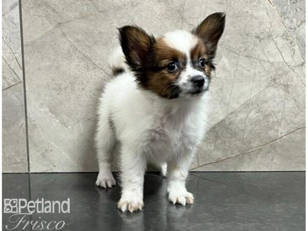 Papillon Dog Female Red / White 30477 Petland Frisco, Texas