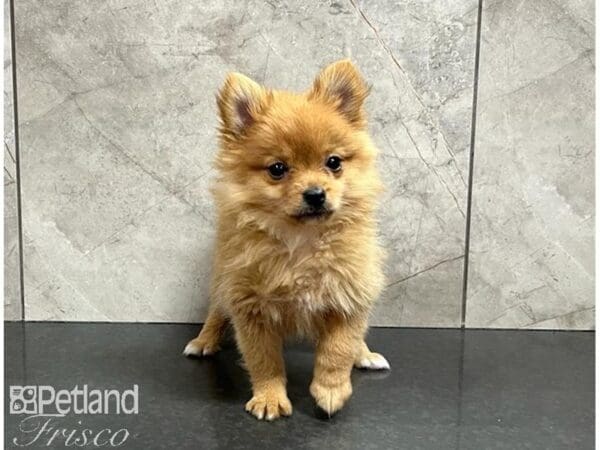 Pomeranian-Dog-Female-Sable-30503-Petland Frisco, Texas
