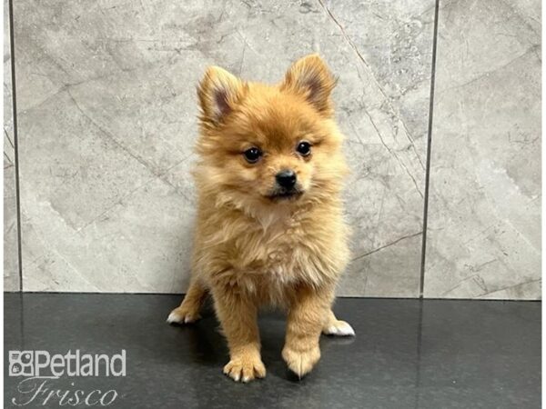 Pomeranian Dog Female Sable 30503 Petland Frisco, Texas