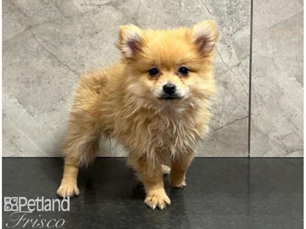 Pomeranian Dog Female Sable 30502 Petland Frisco, Texas