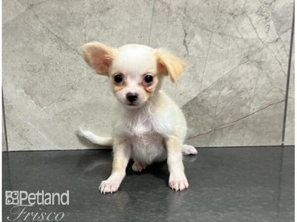 Chihuahua-Dog-Female-Cream / White-30501-Petland Frisco, Texas