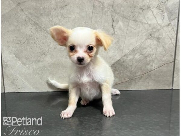 Chihuahua Dog Female Cream / White 30501 Petland Frisco, Texas