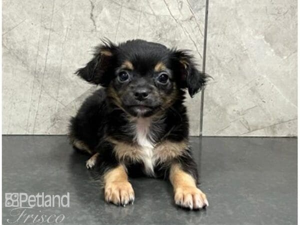 Chihuahua-Dog-Male-Black Tan / White-30500-Petland Frisco, Texas