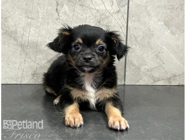 Chihuahua-Dog-Male-Black Tan / White-30500-Petland Frisco & Mckinney, Texas