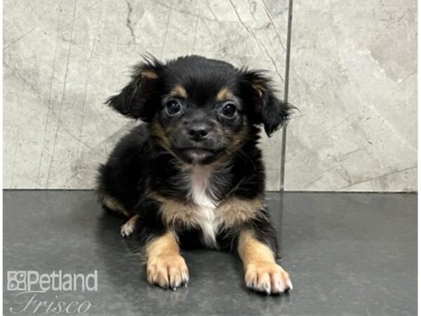 Chihuahua Dog Male Black Tan / White 30500 Petland Frisco, Texas