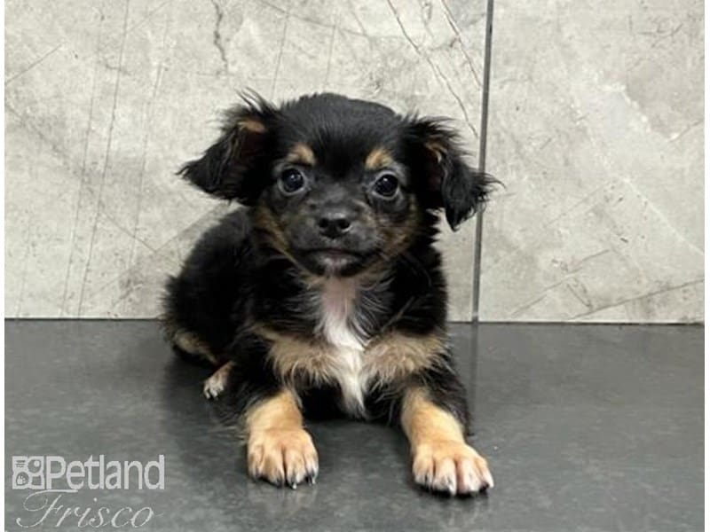 Chihuahua-Dog-Male-Black Tan / White-3814397-Petland Frisco, Texas