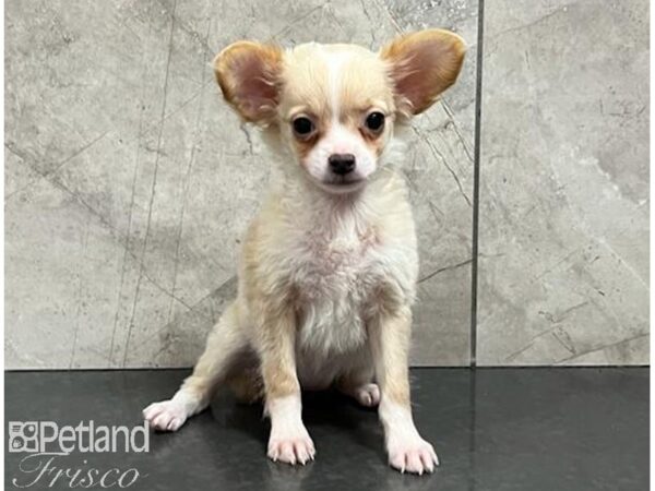 Chihuahua-Dog-Female-Cream / White-30499-Petland Frisco & Mckinney, Texas