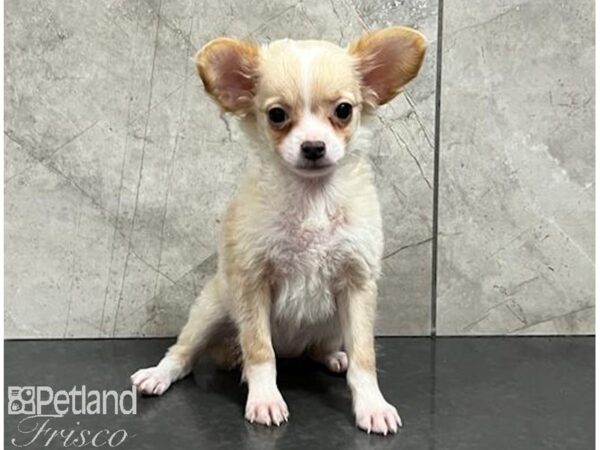 Chihuahua Dog Female Cream / White 30499 Petland Frisco, Texas