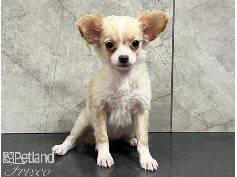 Chihuahua-Dog-Female-Cream / White-3814396-Petland Frisco, Texas