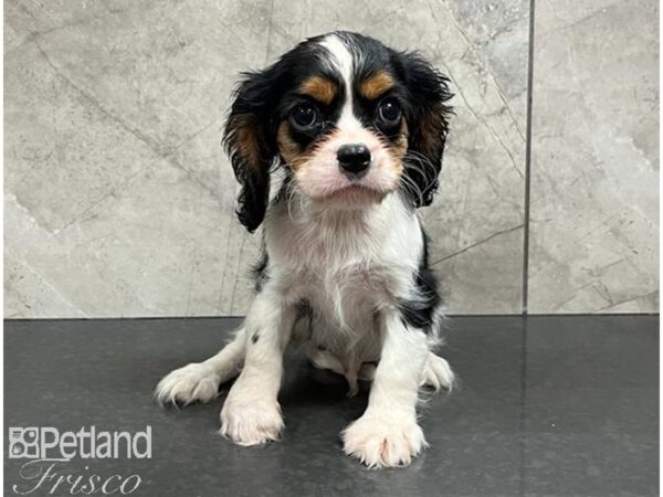 Cavalier King Charles Spaniel Dog Male Black White / Tan 30498 Petland Frisco, Texas