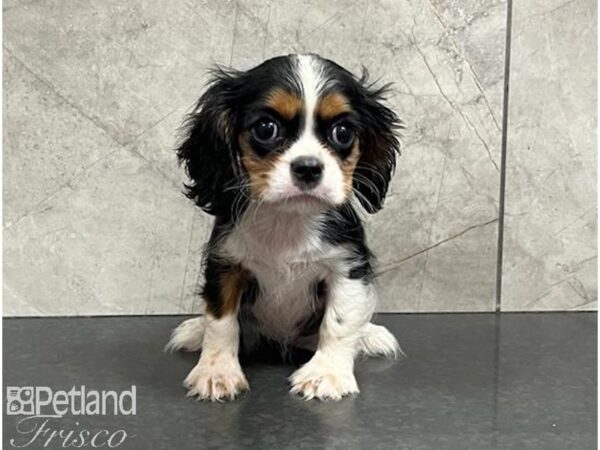 Cavalier King Charles Spaniel-Dog-Female-Black White / Tan-30497-Petland Frisco & Mckinney, Texas