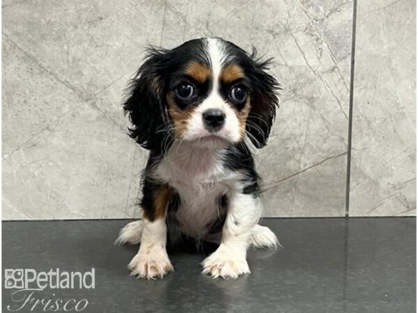 Cavalier King Charles Spaniel Dog Female Black White / Tan 30497 Petland Frisco, Texas