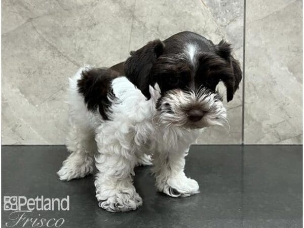 [#30496] Black and White Female Miniature Schnoodle Puppies For Sale