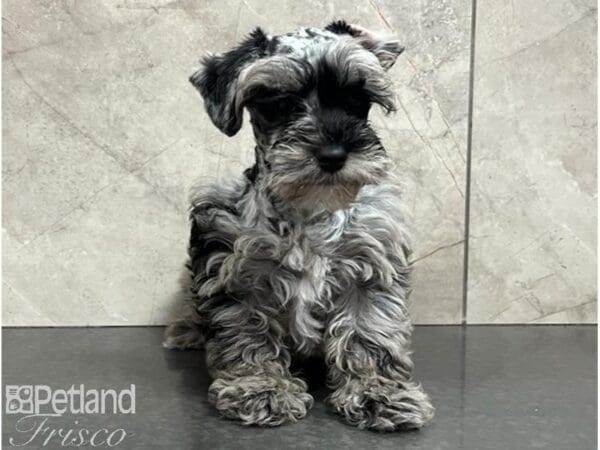 [#30494] Blue Merle Male Miniature Schnoodle Puppies For Sale