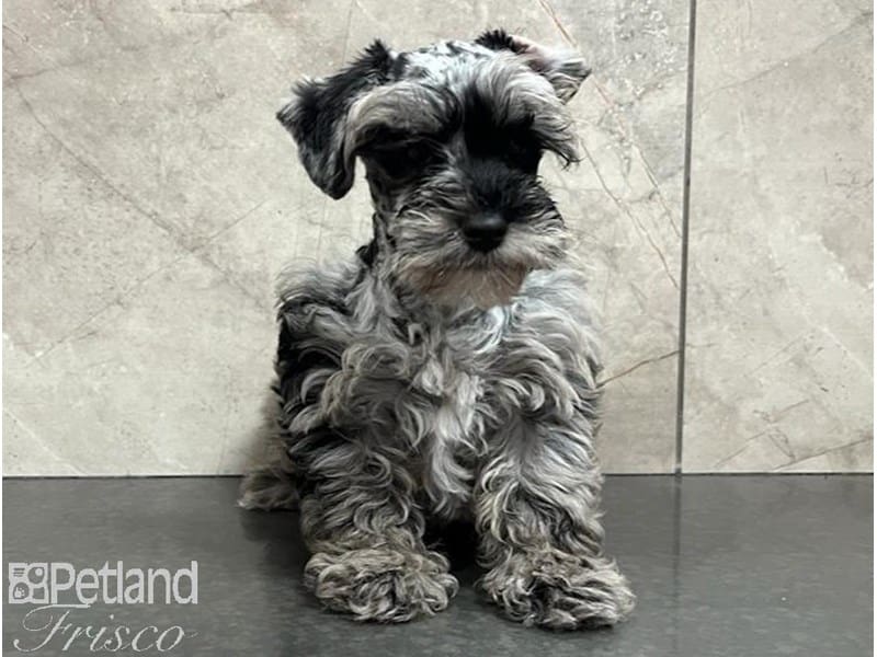 [#30494] Blue Merle Male Miniature Schnoodle Puppies For Sale #1