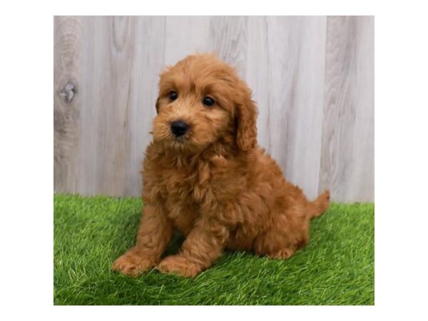 Goldendoodle Mini-Dog-Female-Red-30520-Petland Frisco, Texas