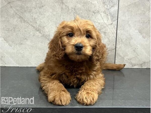 Goldendoodle Mini-Dog-Male-Red-30521-Petland Frisco, Texas