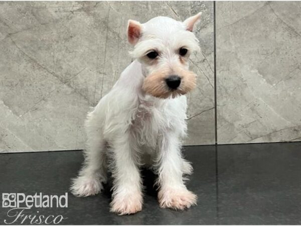 Miniature Schnauzer-Dog-Female-White-30517-Petland Frisco, Texas