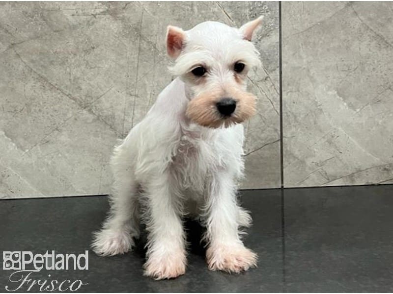 Miniature Schnauzer-Dog-Female-White-3818156-Petland Frisco, Texas