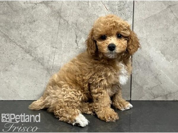 Maltipoo Dog Female Apricot 30516 Petland Frisco, Texas