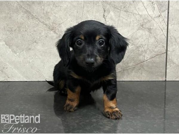 Miniature Dachshund Dog Male Black / Tan 30515 Petland Frisco, Texas