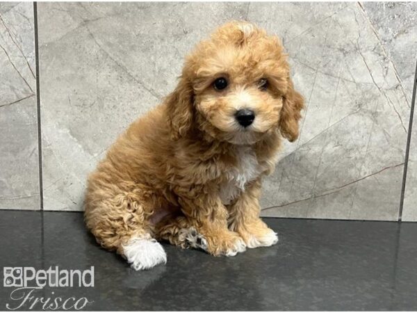 Maltipoo Dog Female Apricot 30514 Petland Frisco, Texas