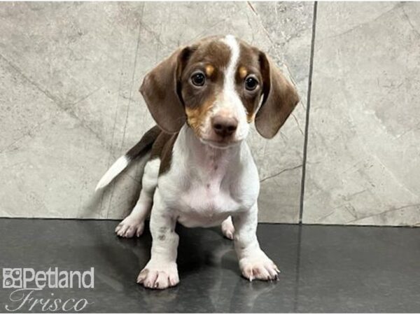 Miniature Dachshund Dog Male Chocolate / Tan 30513 Petland Frisco, Texas