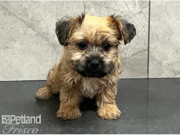 Yorkiepoo Dog Female Golden 30512 Petland Frisco, Texas