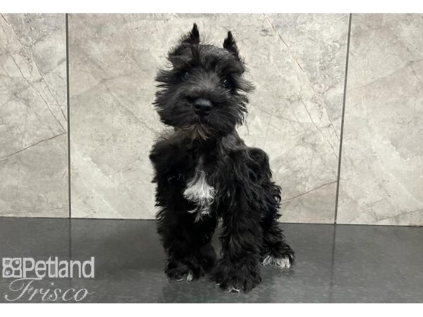 Miniature Schnauzer Dog Male Black 30511 Petland Frisco, Texas