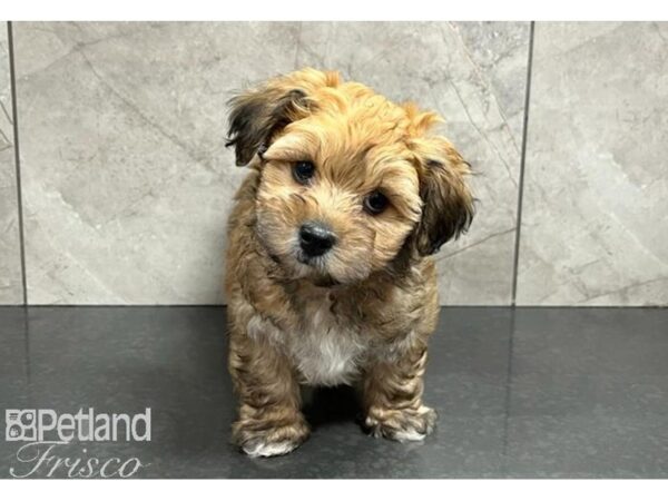 Yorkiepoo Dog Male Golden 30510 Petland Frisco, Texas