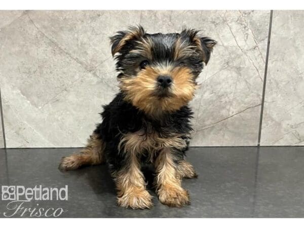 [#30507] Black / Tan Female Yorkshire Terrier Puppies For Sale