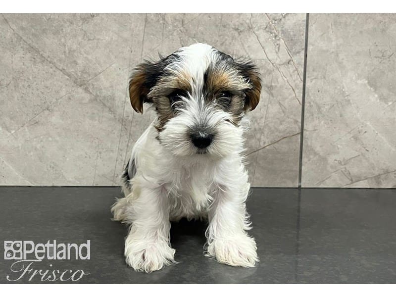 Yorkshire Terrier-Dog-Male-Black, White and Tan-3817430-Petland Frisco, Texas