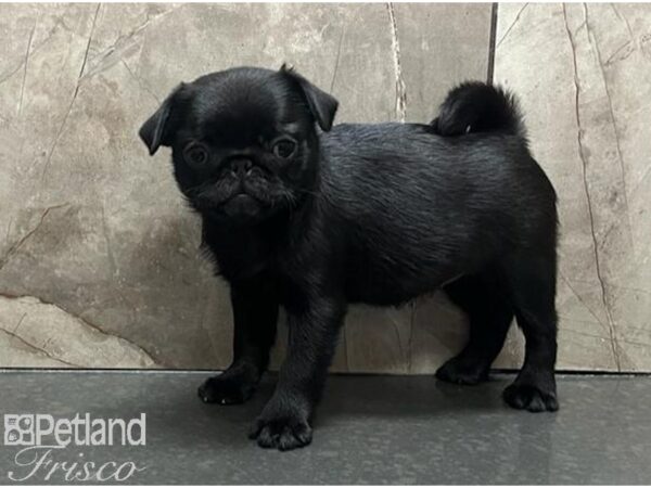 Pug Dog Female Black 30552 Petland Frisco, Texas