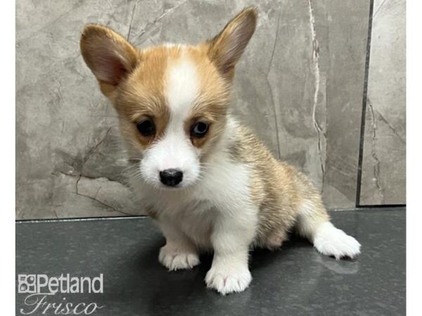 Pembroke Welsh Corgi Dog Female Red / White 30550 Petland Frisco, Texas