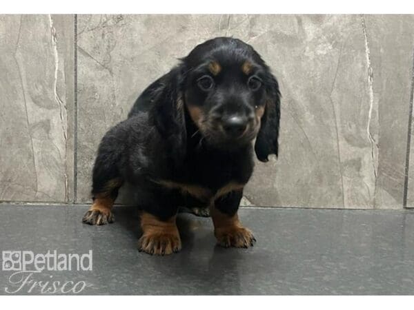 Miniature Dachshund-Dog-Male-Black / Tan-30547-Petland Frisco, Texas
