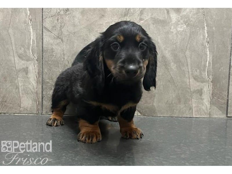 Miniature Dachshund-Dog-Male-Black / Tan-3824360-Petland Frisco, Texas