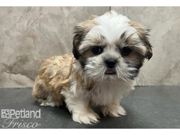 Shih Tzu Dog Male Gold / White 30545 Petland Frisco, Texas