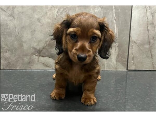 Miniature Dachshund Dog Female Red 30544 Petland Frisco, Texas