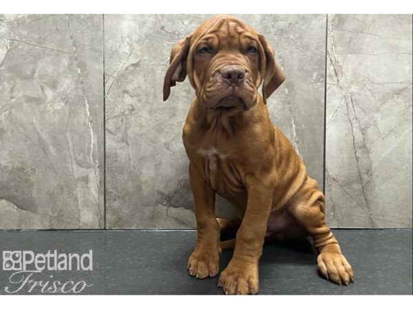 Dogue de Bordeaux Dog Male Red 30542 Petland Frisco, Texas