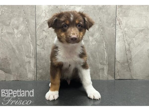 Australian Shepherd Dog Male Red Tri 30541 Petland Frisco, Texas