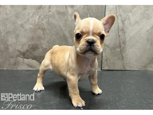 French Bulldog Dog Male Red 30535 Petland Frisco, Texas