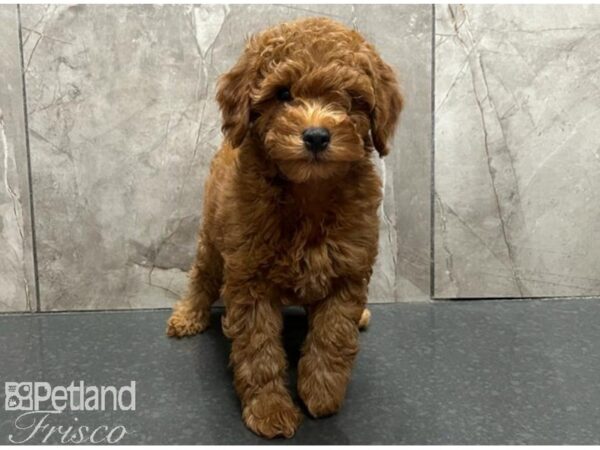 Miniature Poodle Dog Male Red 30532 Petland Frisco, Texas