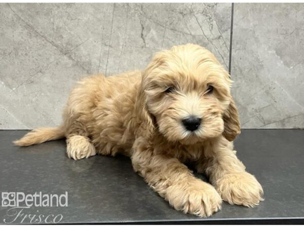 Goldendoodle Mini 2nd Gen Dog Female Cream 30560 Petland Frisco, Texas