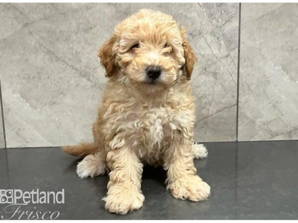 Goldendoodle Mini 2nd Gen Dog Female Cream 30557 Petland Frisco, Texas