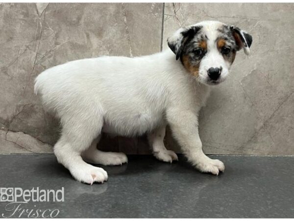 Australian Cattle Dog-Dog-Male-Blue Mottled-30568-Petland Frisco & Mckinney, Texas