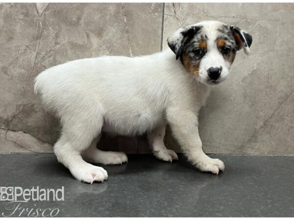 Australian Cattle Dog Dog Male Blue Mottled 30568 Petland Frisco, Texas