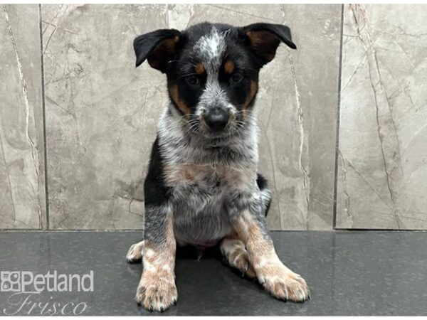 Australian Cattle Dog-Dog-Male-Blue Mottled-30567-Petland Frisco & Mckinney, Texas